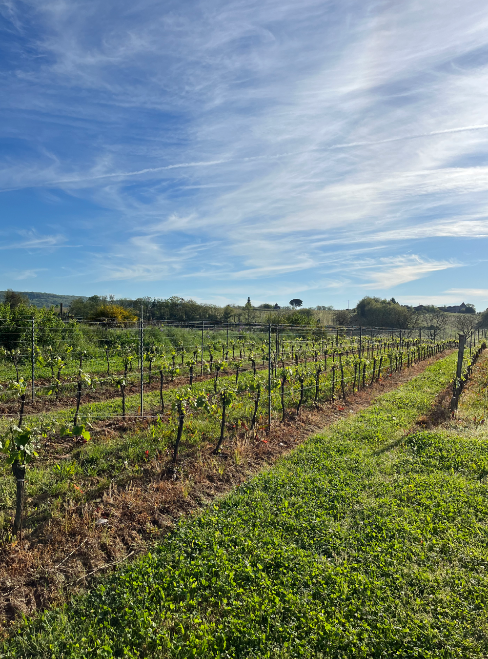 Vigne de Parnac - Vignoble de Cahors - Printemps