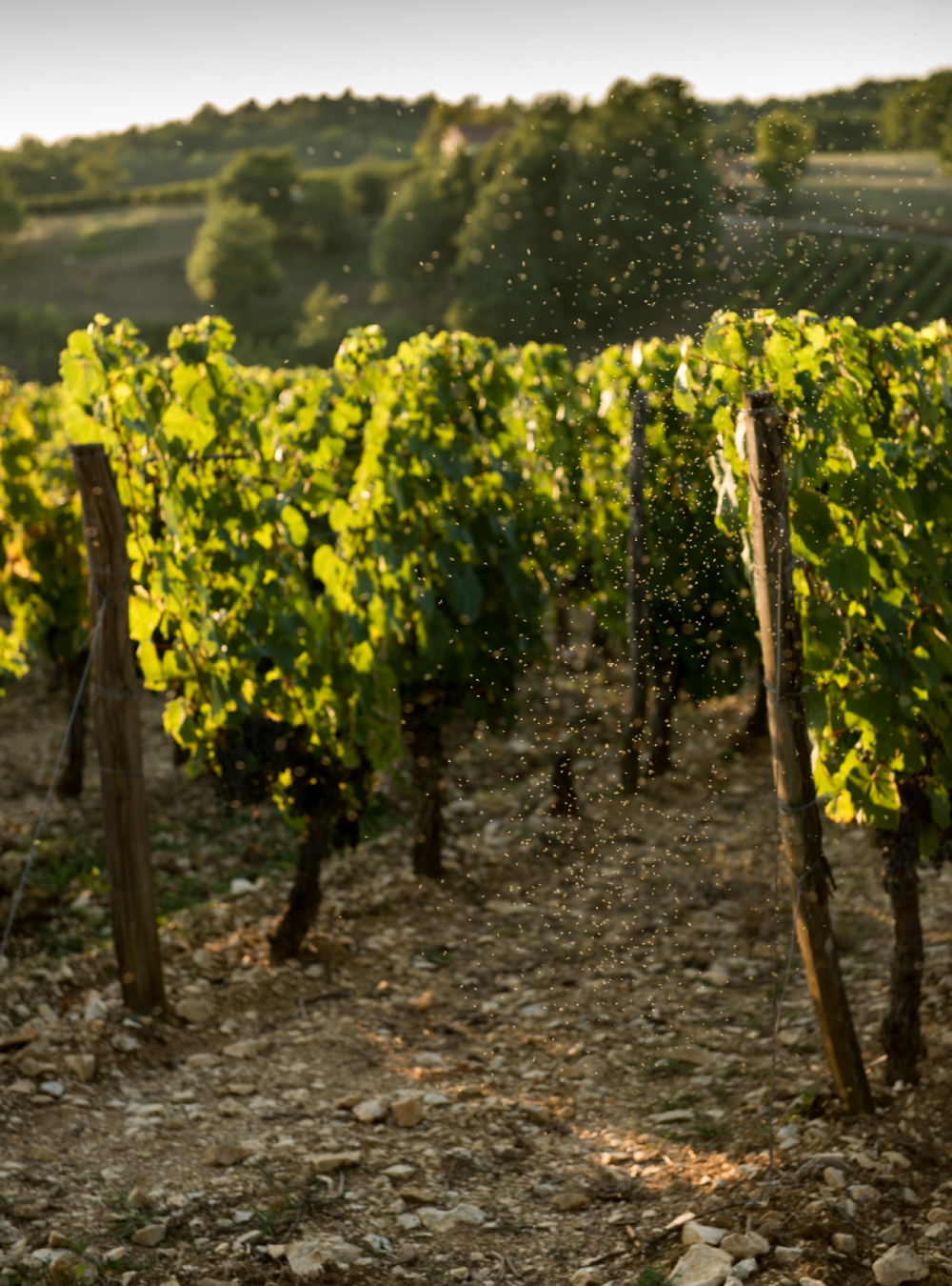 Vignes Malbec - Vin de Cahors