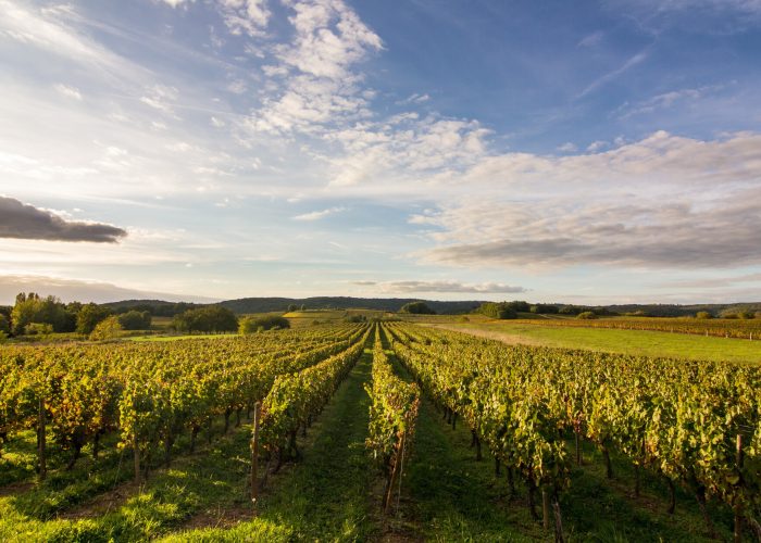 Vignoble de Cahors à Mercuès